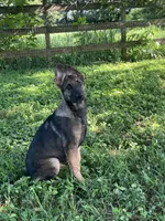 AKC Sadie, a female German Shepherd Dog for sale in Toney, AL – Photo 9 of 10