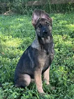 AKC Sadie, a female German Shepherd Dog for sale in Toney, AL – Photo 5 of 10