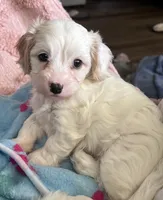 AKC Rainee, a female Cavapoo for sale in Toney, AL – 4 of 9