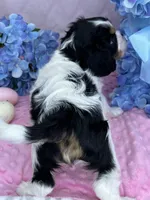 AKC Jasmine, a female Cavalier King Charles Spaniel for sale in Toney, AL – Photo 7 of 7