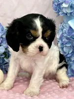 AKC Jasmine, a female Cavalier King Charles Spaniel for sale in Toney, AL – Photo 3 of 7