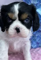 AKC Jasmine, a female Cavalier King Charles Spaniel for sale in Toney, AL – Photo 5 of 7