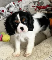 AKC Jasmine, a female Cavalier King Charles Spaniel for sale in Toney, AL – Photo 2 of 10