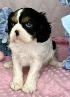 AKC Jasmine, a female Cavalier King Charles Spaniel for sale in Toney, AL – Photo 1 of 7