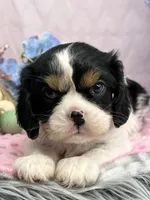 AKC Jasmine, a female Cavalier King Charles Spaniel for sale in Toney, AL – Photo 6 of 7