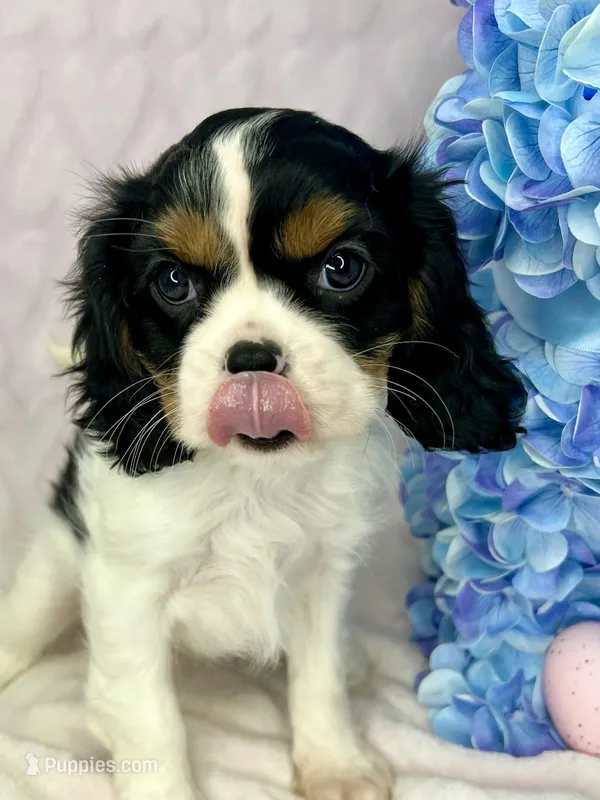 AKC Jasmine – Cavalier King Charles Spaniel puppy for sale in Toney, AL