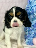 AKC Jasmine, a female Cavalier King Charles Spaniel for sale in Toney, AL – Photo 1 of 10