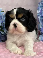 AKC Jasmine, a female Cavalier King Charles Spaniel for sale in Toney, AL – Photo 4 of 7