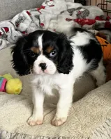 AKC Jasmine, a female Cavalier King Charles Spaniel for sale in Toney, AL – Photo 3 of 10