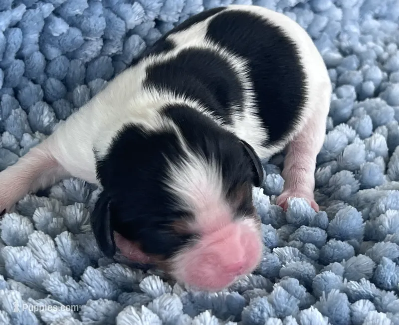 AKC Charles – Cavalier King Charles Spaniel puppy for sale in Toney, AL