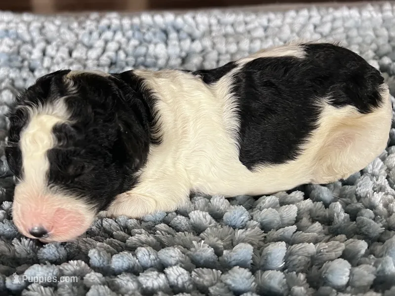 AKC Dior – Poodle - Standard  puppy for sale in Toney, AL