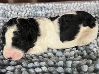 AKC Dior, a male Poodle - Standard  for sale in Toney, AL – 1 of 6