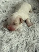 CKC Carlton, a male Cavapoo for sale in Toney, AL – 1 of 6