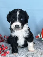 CKC Tebow Jr, a male Aussiedoodle for sale in Toney, AL – Photo 2 of 10
