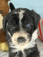 CKC Tebow Jr, a male Aussiedoodle for sale in Toney, AL – Photo 7 of 10