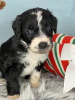 CKC Tebow Jr, a male Aussiedoodle for sale in Toney, AL – Photo 4 of 10