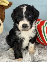 CKC Tebow Jr, a male Aussiedoodle for sale in Toney, AL – Photo 10 of 10