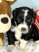 CKC Tebow Jr, a male Aussiedoodle for sale in Toney, AL – Photo 5 of 10