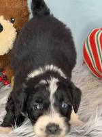 CKC Tebow Jr, a male Aussiedoodle for sale in Toney, AL – Photo 3 of 10