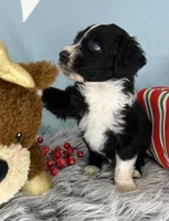 CKC Tebow Jr, a male Aussiedoodle for sale in Toney, AL – Photo 9 of 10