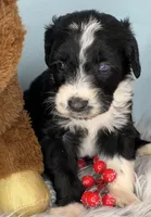 CKC Tebow Jr, a male Aussiedoodle for sale in Toney, AL – Photo 8 of 10