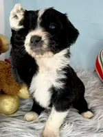 CKC Tebow Jr, a male Aussiedoodle for sale in Toney, AL – Photo 1 of 10