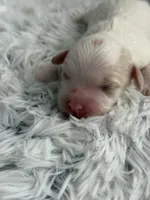 CKC Carlton, a male Cavapoo for sale in Toney, AL – 2 of 6