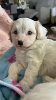 AKC Rainee, a female Cavapoo for sale in Toney, AL – 6 of 9