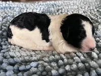 AKC Dior 2, a male Poodle - Standard  for sale in Toney, AL – 2 of 7