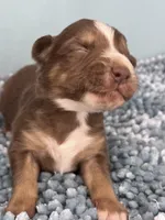AKC Red, a male Australian Shepherd for sale in Toney, AL – 5 of 8