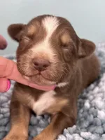 AKC Red, a male Australian Shepherd for sale in Toney, AL – 8 of 8