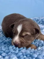 AKC Red, a male Australian Shepherd for sale in Toney, AL – 3 of 8
