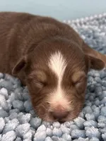 AKC Red, a male Australian Shepherd for sale in Toney, AL – 4 of 8