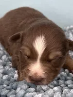 AKC Red, a male Australian Shepherd for sale in Toney, AL – 2 of 8