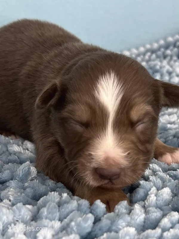 AKC Red – Australian Shepherd puppy for sale in Toney, AL