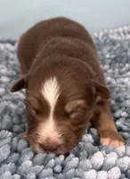 AKC Red, a male Australian Shepherd for sale in Toney, AL – 6 of 8
