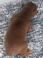 AKC Red, a male Australian Shepherd for sale in Toney, AL – 7 of 8