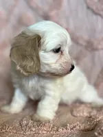 AKC Rainee, a female Cavapoo for sale in Toney, AL – 3 of 9