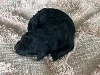 AKC HarLee Queen, a female Poodle - Standard  for sale in Toney, AL – 3 of 7