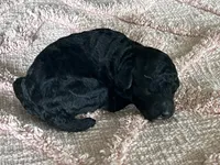AKC HarLee Queen, a female Poodle - Standard  for sale in Toney, AL – 6 of 7