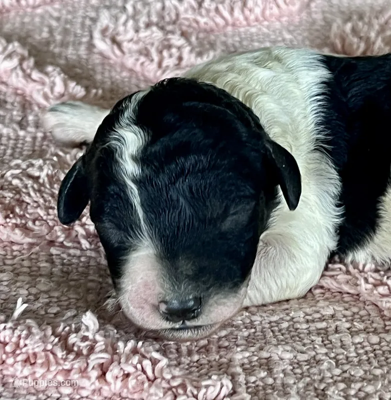 AKC HarLee D – Poodle - Standard  puppy for sale in Toney, AL