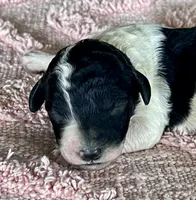 AKC HarLee D, a female Poodle - Standard  for sale in Toney, AL – 1 of 6