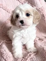 AKC Tinker Bell, a female Cavapoo for sale in Toney, AL – 5 of 6