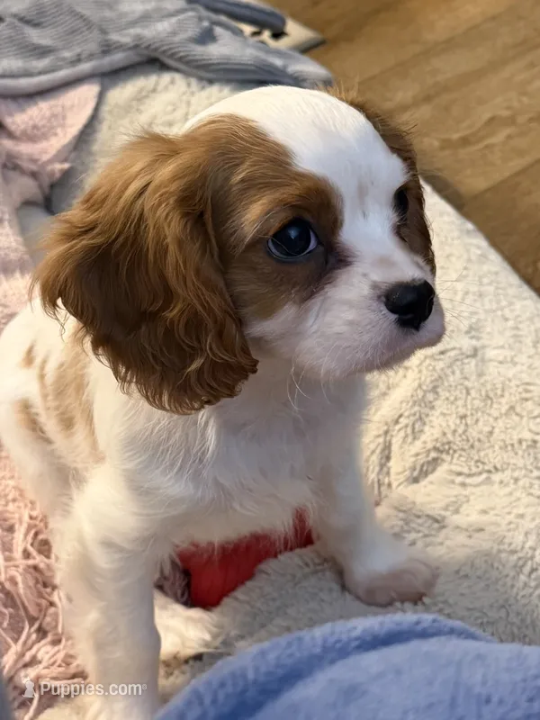 AKC Fonzi – Cavalier King Charles Spaniel puppy for sale in Toney, AL