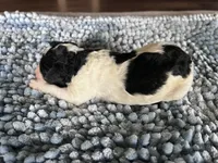 AKC Dior, a male Poodle - Standard  for sale in Toney, AL – 5 of 6