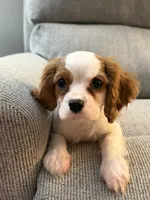 AKC Fonzi, a male Cavalier King Charles Spaniel for sale in Toney, AL – 3 of 7