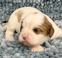 AKC Fonzi, a male Cavalier King Charles Spaniel for sale in Toney, AL – 4 of 4