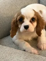 AKC Fonzi, a male Cavalier King Charles Spaniel for sale in Toney, AL – 4 of 7