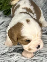 AKC Marlow, a male Cavalier King Charles Spaniel for sale in Toney, AL – Photo 4 of 8