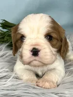 AKC Marlow, a male Cavalier King Charles Spaniel for sale in Toney, AL – Photo 1 of 8